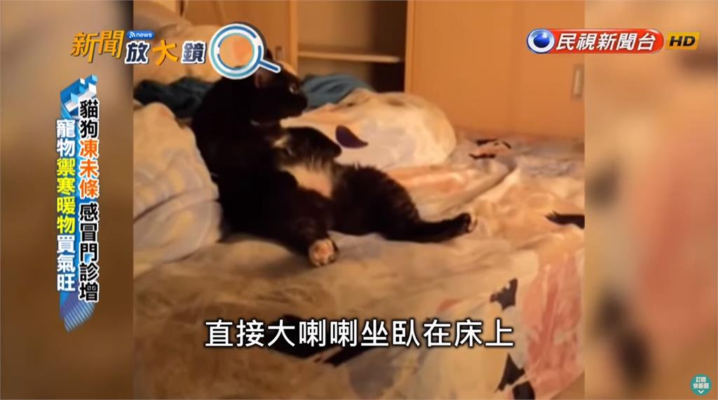 貓狗"凍未條" 感冒門診增 寵物禦寒暖物買氣旺