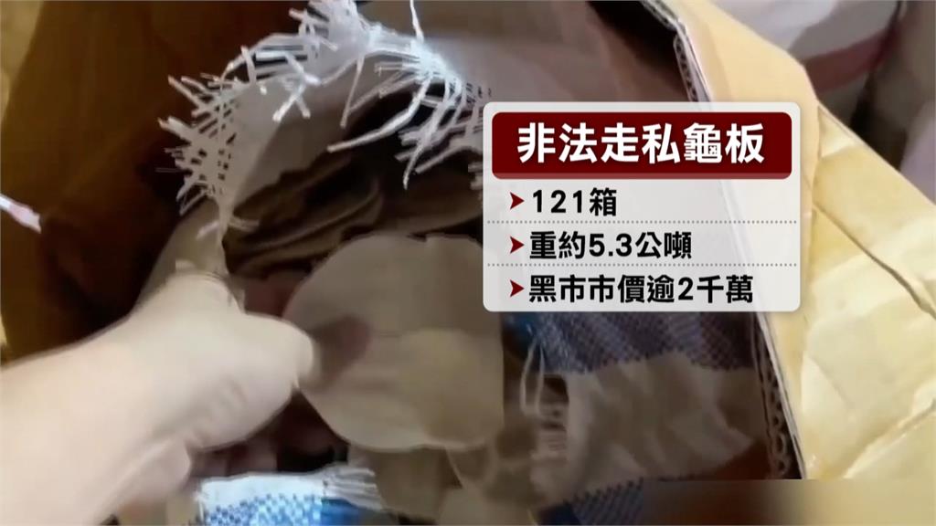 近10年罕見! 5.3公噸「保育類」龜板走私