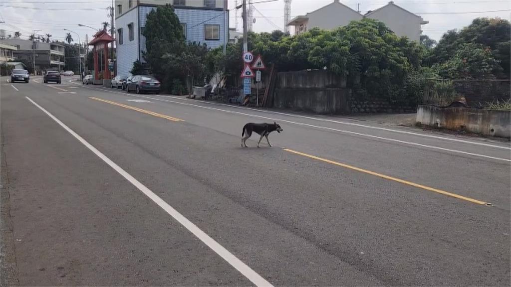 彰139線又出事！浪浪撲向單車 騎士滾三圈後躺地