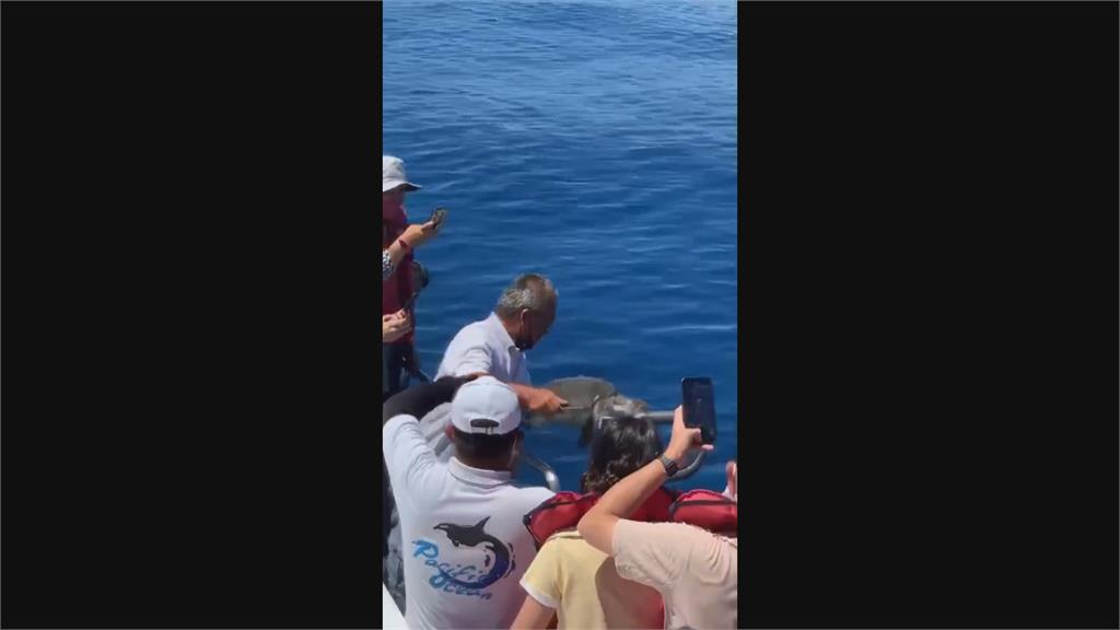 海龜遭漁網纏身游不動　賞鯨船路過緊急救援