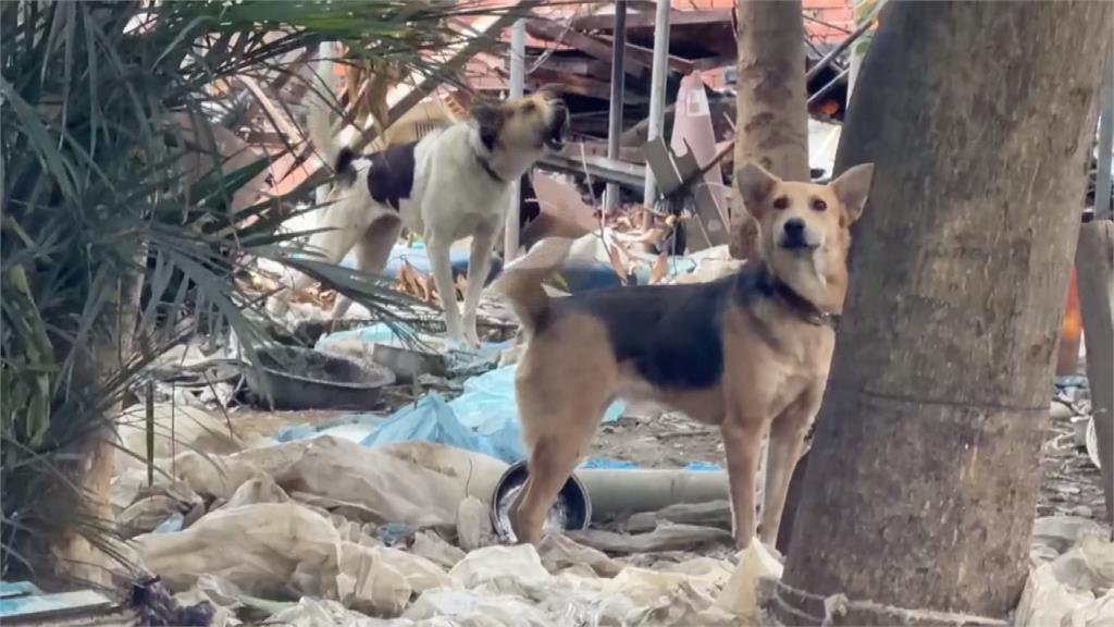 嚇人！彰化和美１５隻惡犬遊蕩　民眾遭追咬事件頻傳
