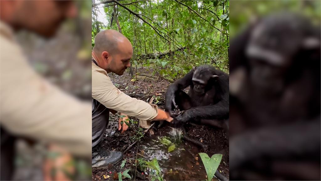 黑猩猩借他手喝水　下秒「一報恩舉動」感動百萬網友