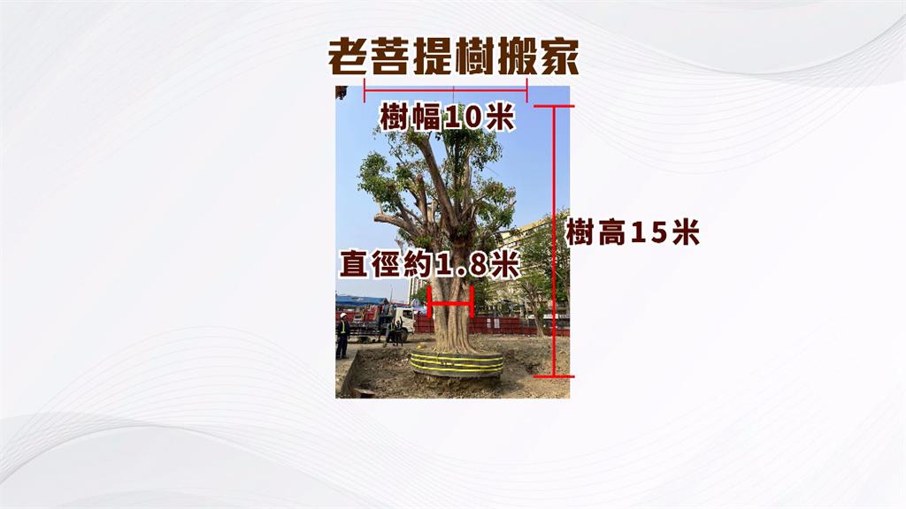 因應高雄鼓山運動中心興建 樹藝師替在地老樹搬家分享秘訣