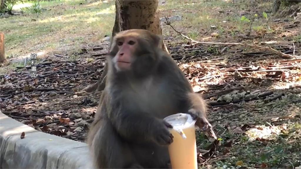學生遭獼猴搶食事件頻傳 中山大學推最高100元食物補償措施