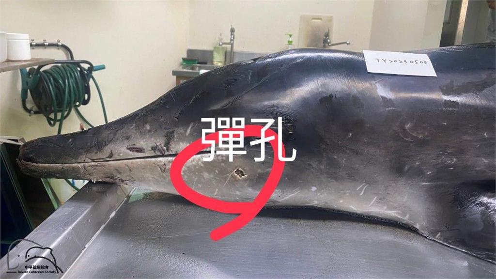 遭槍殺!桃園沙灘驚見海豚「中2槍」擱淺死亡