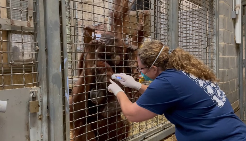 紅毛猩猩「超聽話」露手臂打疫苗　美動物園宣布順利接種11隻靈長類