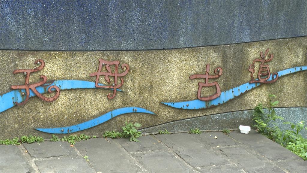 北市天母山區驚見孔雀！　網示警：恐釀生態浩劫