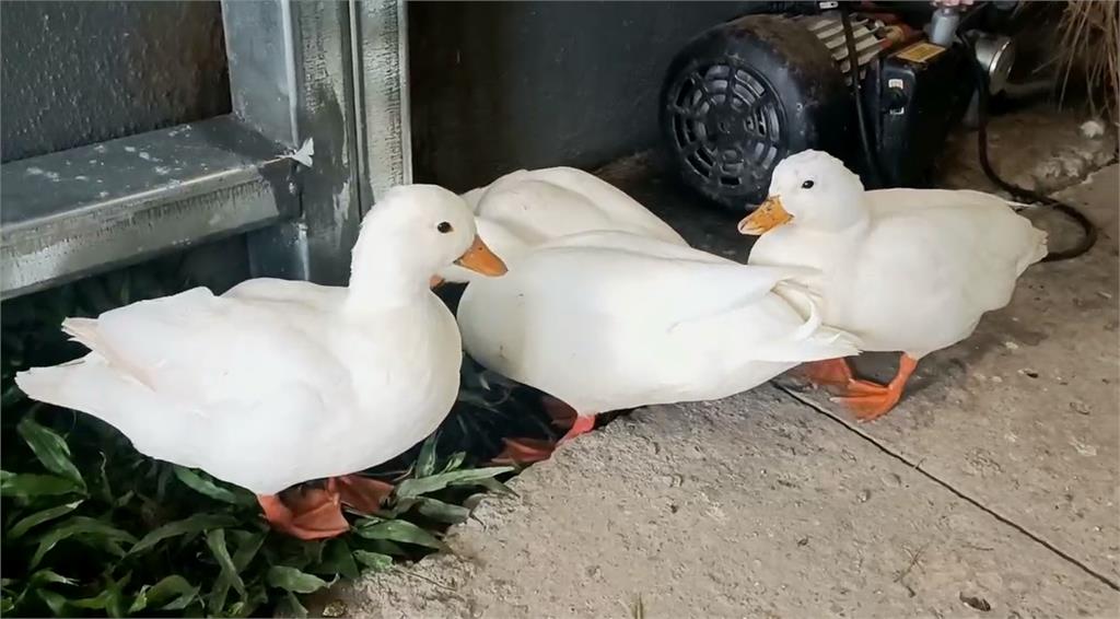 最萌防颱畫面!飼料引誘水豚君進入避難小屋竟沒用