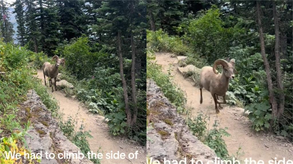 登山遇見「巨角神獸」霸氣擋路！正妹轉身一看竟是「稀奇國寶」奇幻片曝光