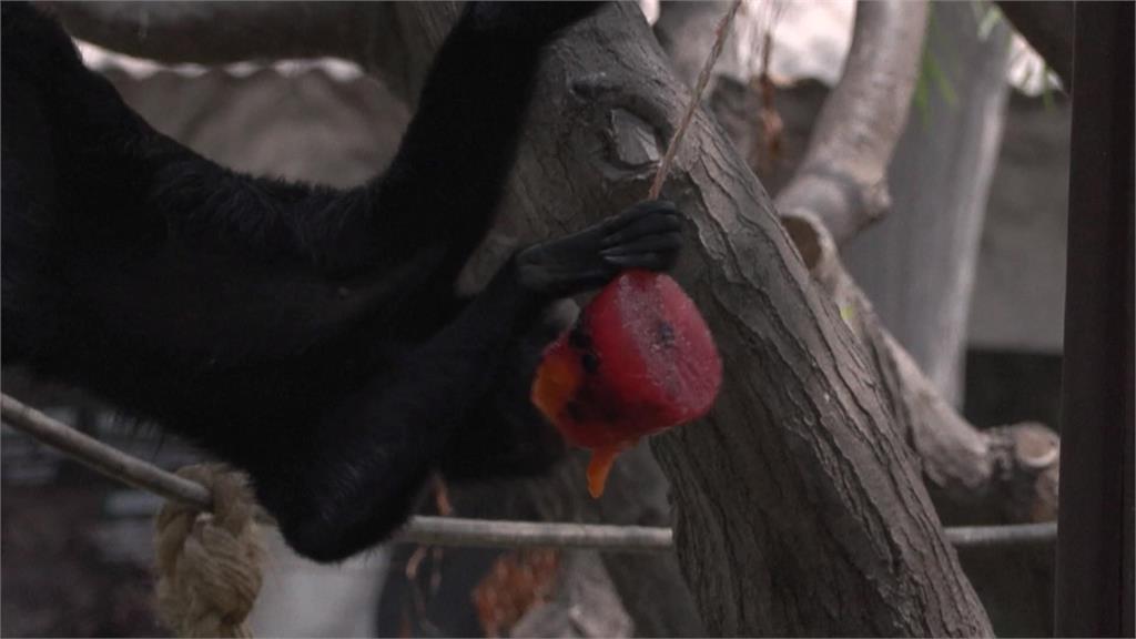秘魯溽暑難耐！　首都利馬動物園推消暑菜單
