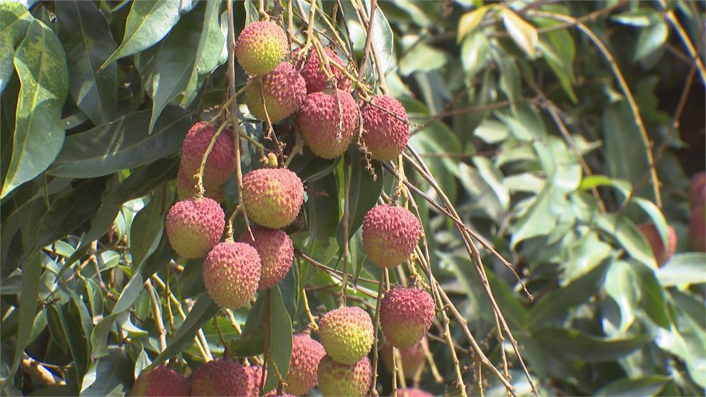 憂颱風瑪娃進逼造成落果 高雄玉荷包提前採收