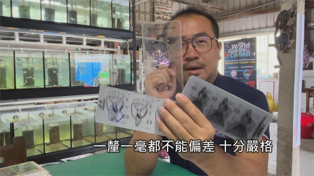 屏東孔雀魚超夯! 產值占全台7成 人工改良魚尾特徵