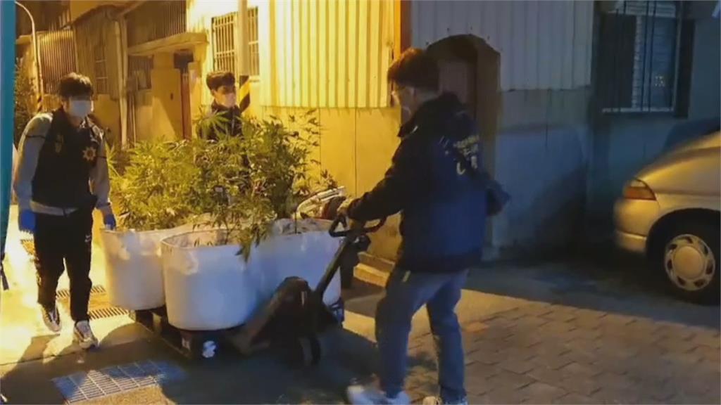 藏身住宅種258株大麻　警出動「貨櫃車」載運