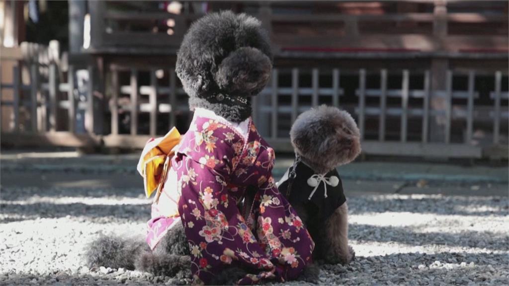 日本「七五三節」開放毛孩參加！　黑貴賓穿上和服化身端莊小公主