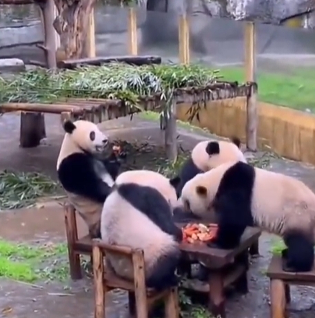4隻熊貓「湊一桌」圍爐大嗑蘋果！逗趣畫面網笑翻：快給牠們一副麻將