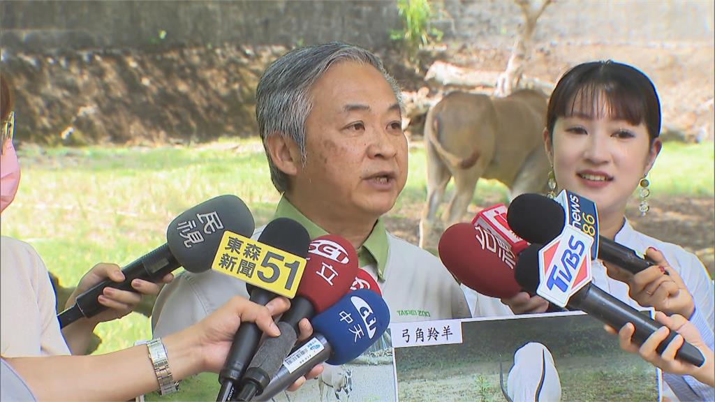 快新聞／麟洋配奪金！和「羚羊」合照送限量徽章　北市動物園：請體諒我們蹭