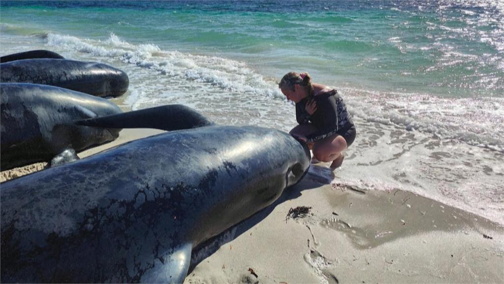 澳洲托比灣「上百頭」領航鯨擱淺　專家預估這次死傷勢必慘重