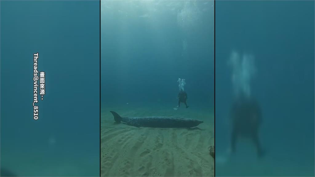 小琉球潛水客化身美人魚　１１米深海域遇罕見「喙鯨」躺海底亡
