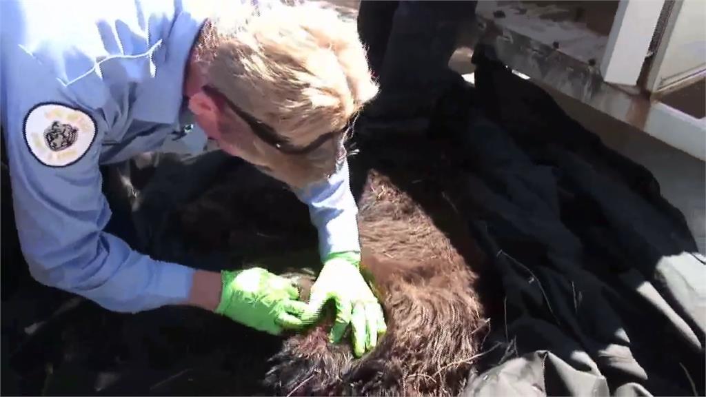 美國漁獵局徵「專業抱熊員」　應徵者須有勇氣「爬進熊窩」