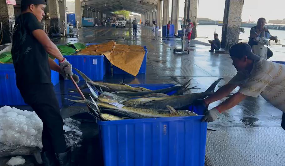 台東鬼頭刀大豐收! 捕獲量逾120萬公斤