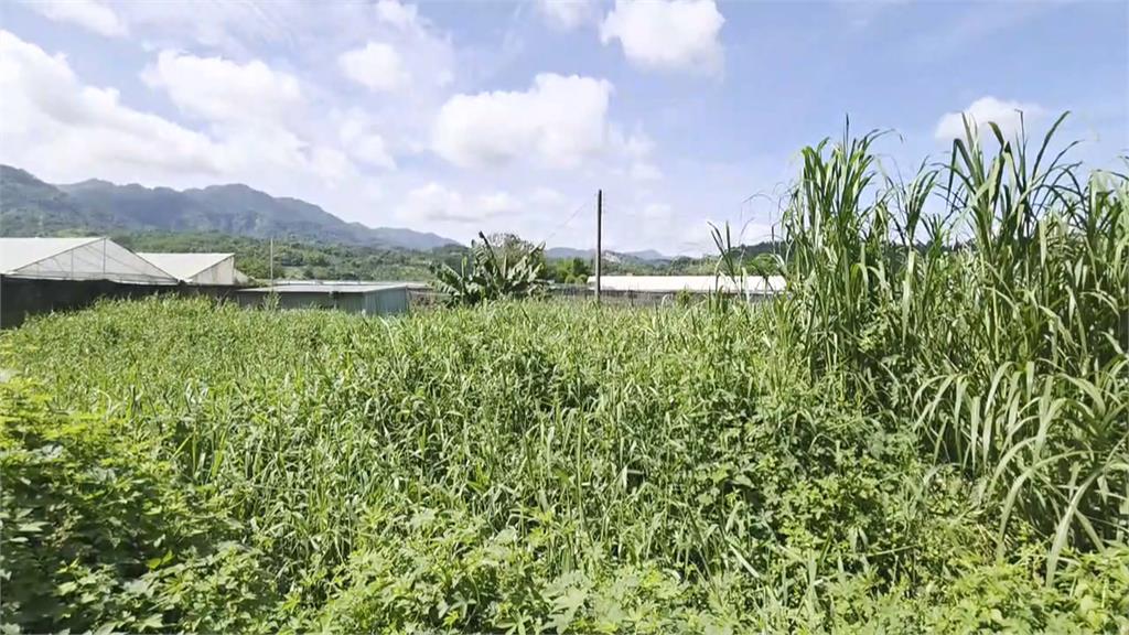 嘉義茶改場選址惹議 週刊踢爆陳明文嗆農業部長