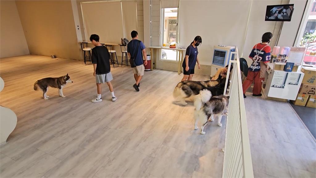 省錢 ?遭檢舉冷氣不冷狗狗疑中暑 餐廳駁:可能玩累在休息、已清濾網