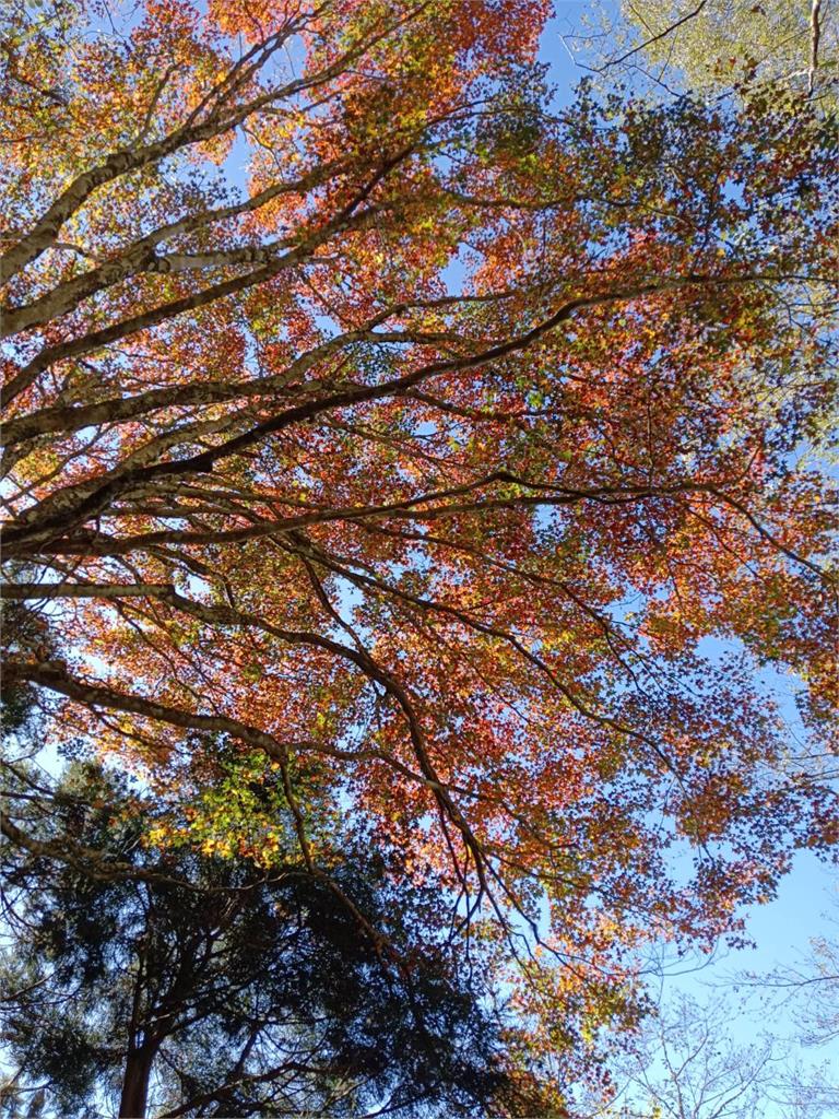 新竹楓紅美景湧人潮　垃圾炸多、交通打結困擾部落居民