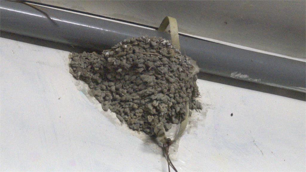 秩序優良!大批家燕電線上「排排站」 大林鎮民黃昏散步賞奇景