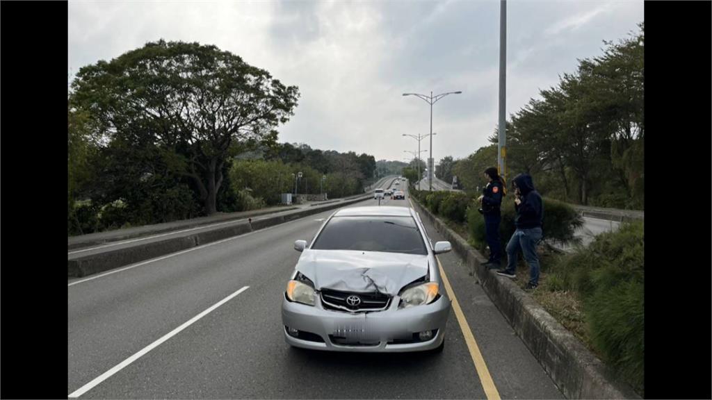 彰化又見水鹿！ 駕駛行經台７４甲線 　突遭水鹿撞上「車頭毀損」