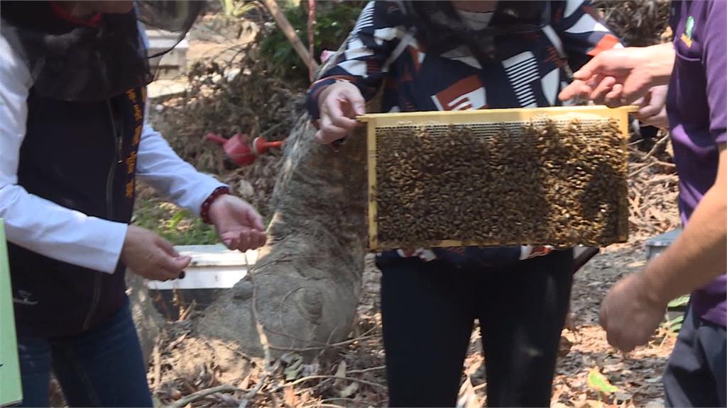 暖冬蜂蜜減產「不到以往2成」　蜂農盼納天災救助