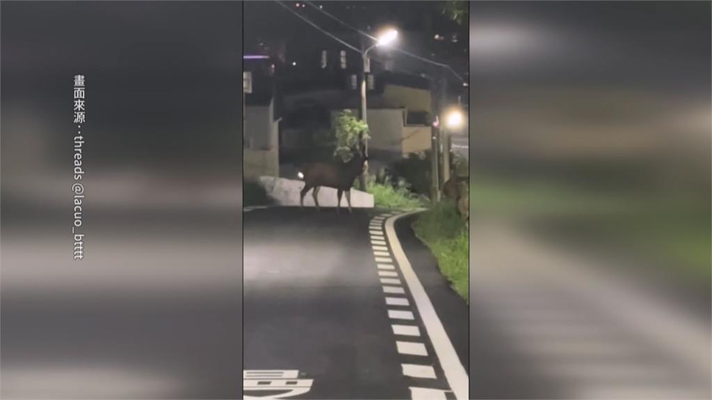 馬路動物逛大街　高雄騎士險撞「雞」、彰化鹿群竄出遭撞