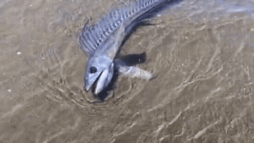 大地震前兆？日本海邊驚見「兇猛獠牙怪魚」畫面曝光…專家解答了