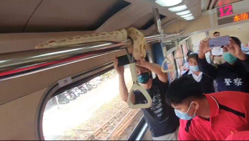 「車廂內有蛇」！台鐵自強號「大蛇盤柱」　列車長疏散乘客封車廂
