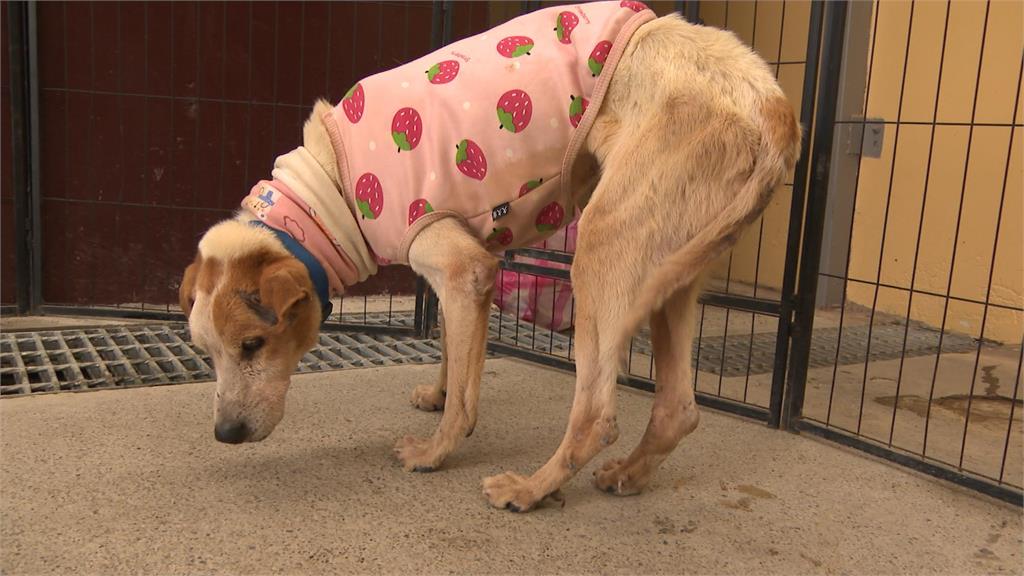 異言堂／高齡毛孩花費高易遭遺棄？獸醫師：飼主要設財損點
