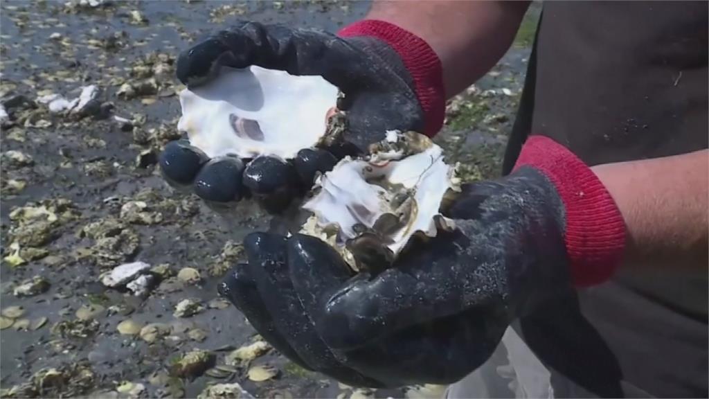 極端熱浪席捲加拿大西岸 淡菜、蛤蜊直接被烤熟!