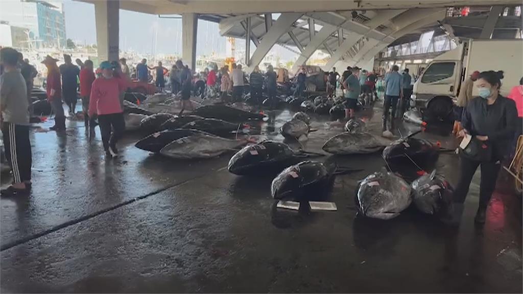東港黑鮪魚爆大量! 單日捕獲438尾 創近10年新高