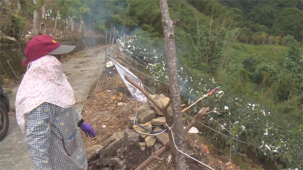 果農放炮驅猴「誤炸友軍」 親友手掌遭炸傷當場爆血