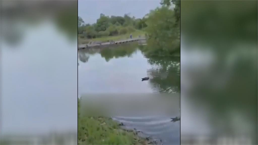 持彈弓射殺公園綠頭鴨 男遭逮稱:只為好玩