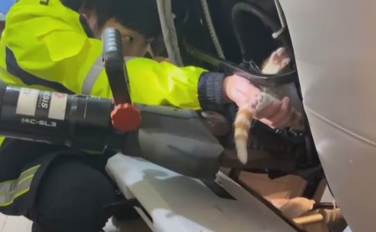 太皮了! 橘貓卡按摩椅"淒厲慘叫" 飼主通知消防隊救援