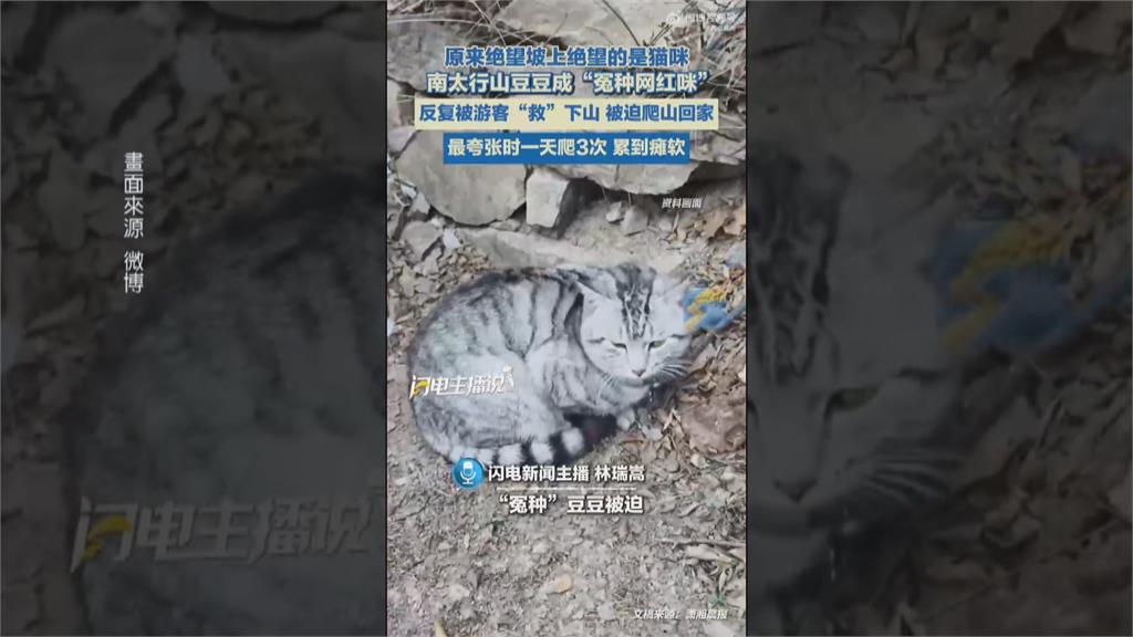 中國河南絕望坡家貓　常遭山友誤認成浪貓帶下山