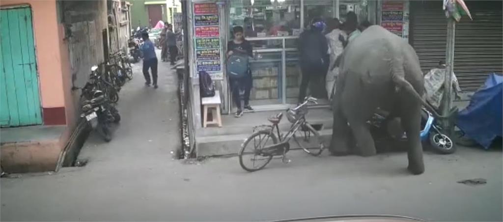 只差一步！大象闖入市區「失控衝刺」民眾狂逃險遭踩　30秒暴走畫面曝