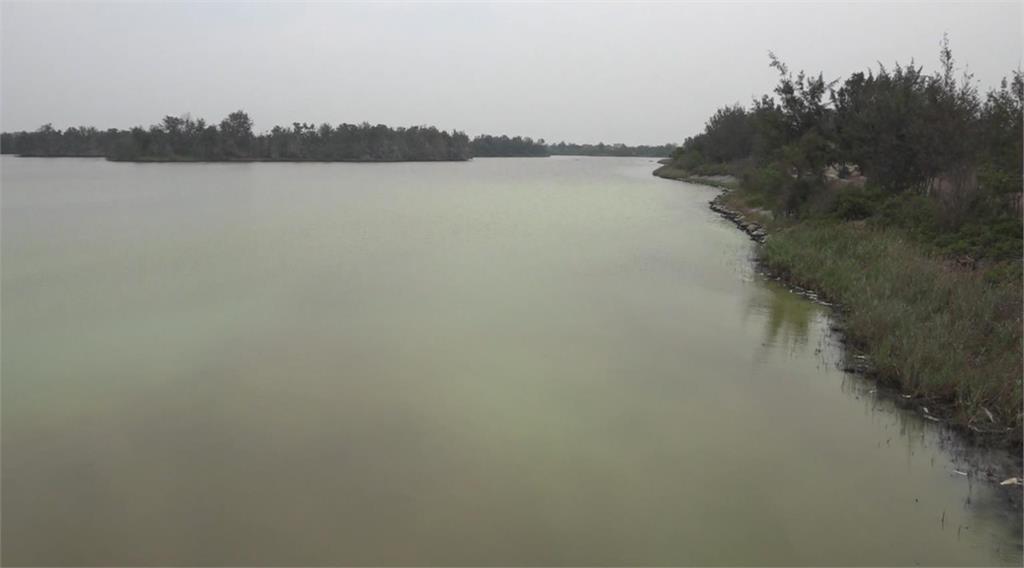 雲林久旱未雨　口湖鄉椬梧滯洪池浮上千魚屍