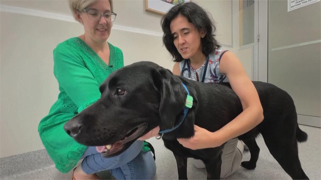 狗狗也做健康管理? 澳洲大學研究肥胖犬腸腦連結