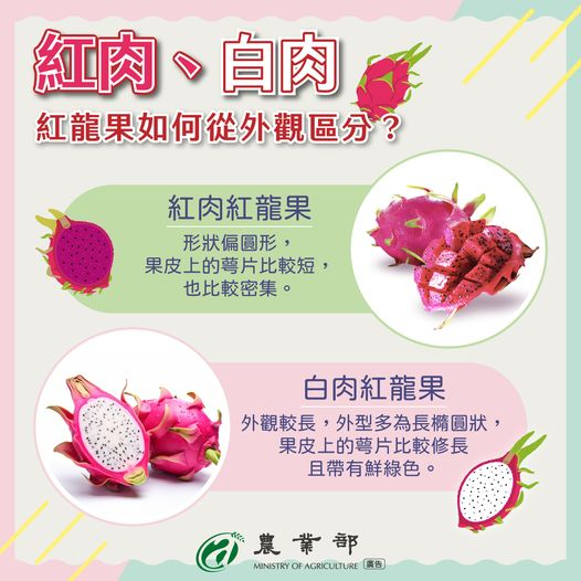 又到了可以狂嗑「火龍果」的季節!農業部傳授如何靠「外觀區分紅肉白肉」