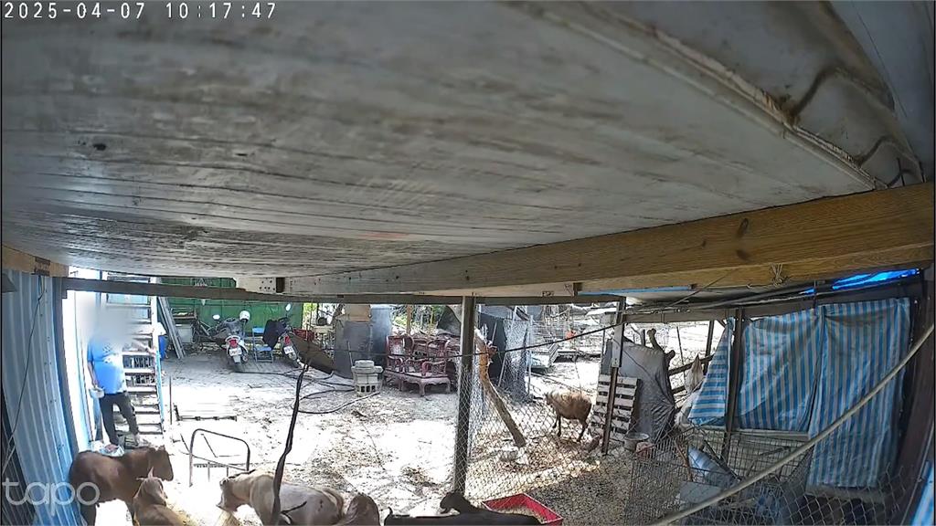 彰化羊群暴斃!疑土地糾紛 飼主控地主疑下藥毒死羊