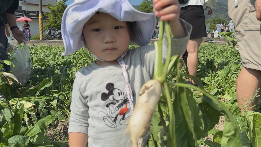 採蘿蔔!美濃白玉蘿蔔今年盛產 農友:難得的「好年冬」