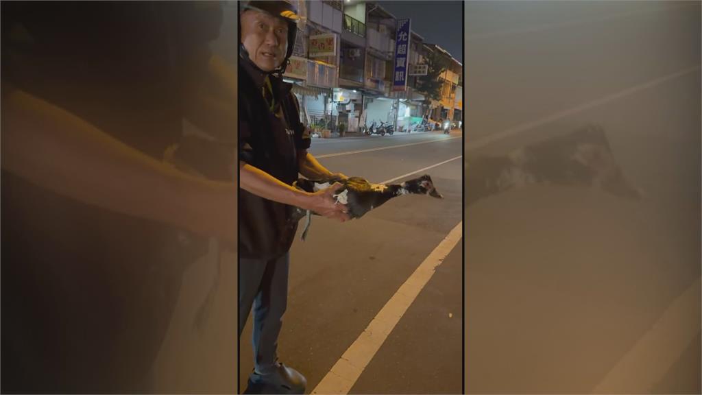 鴨子逛大街險遭撞！熱心民眾合力圍捕　網友歪樓：今晚加菜！