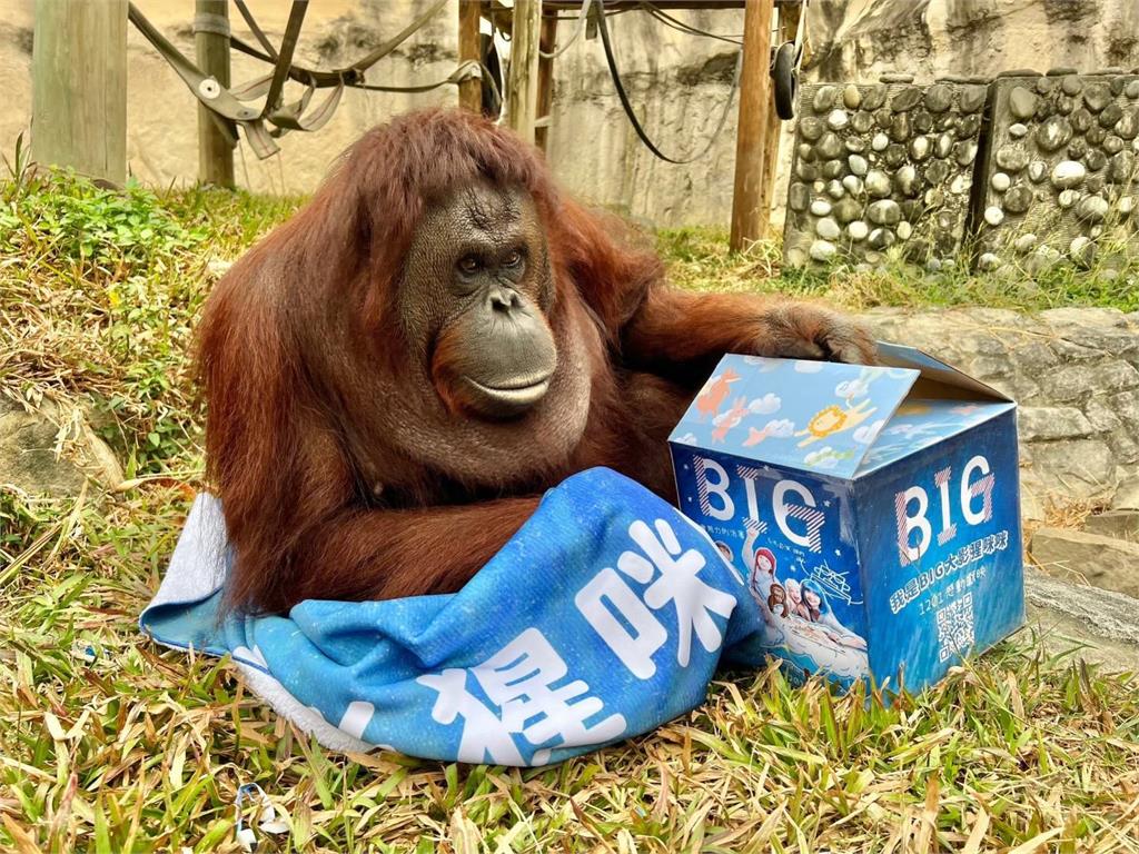 快新聞／曾出演電影！小戴也是牠粉絲　壽山動物園紅毛猩猩「咪咪」離世