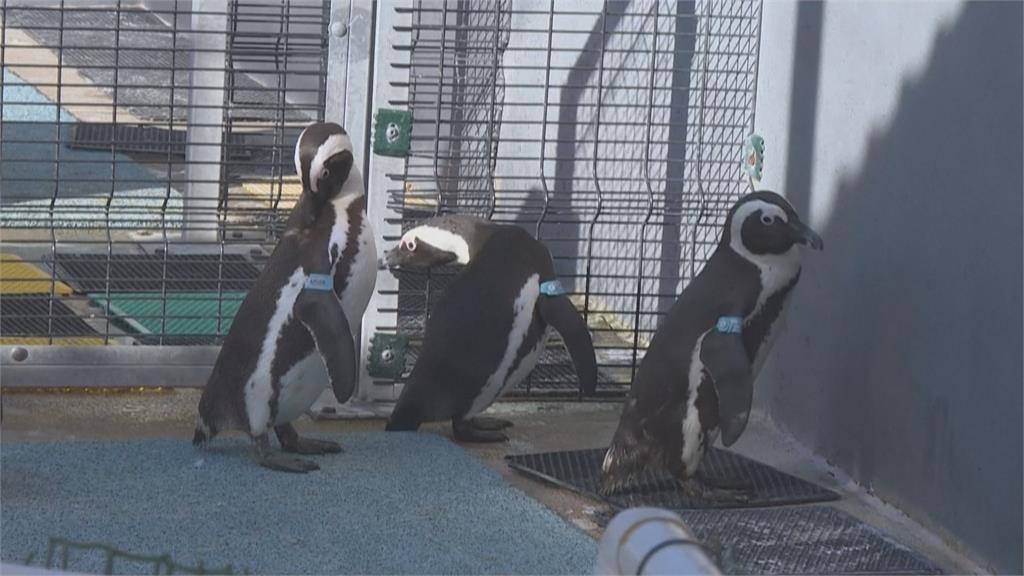 氣候變遷、人為汙染瀕臨絕種　南非「企鵝診所」守護黑腳企鵝