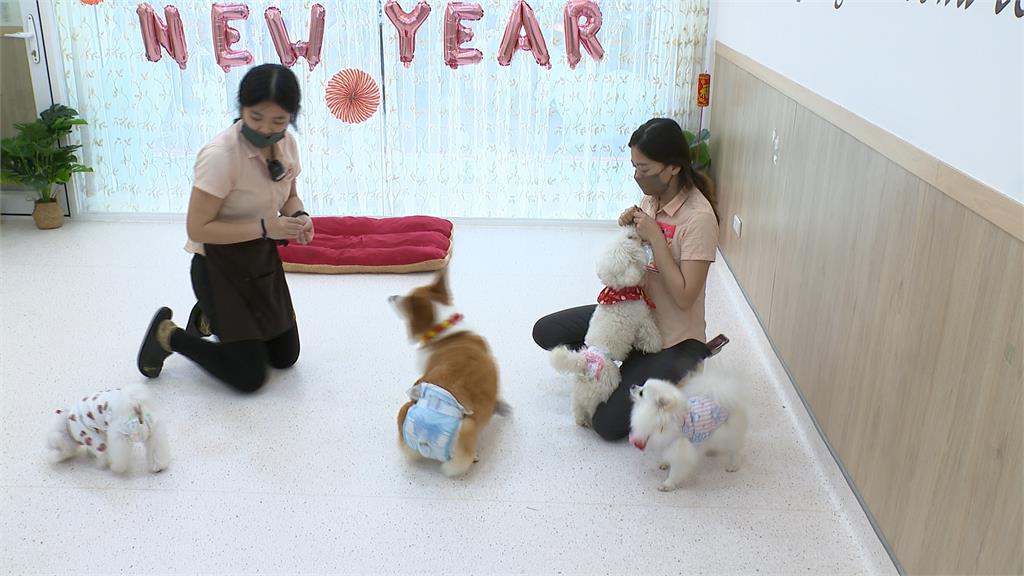 春節10天連假出遠門毛小孩沒人顧? 寵物旅館訂位暴增
